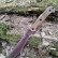 Нож BushMate Convex (дерево) AUS-8 мачете от Kizlyar Supreme